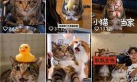 AI宠物Vlog条条点赞过万,星图商单报价万级