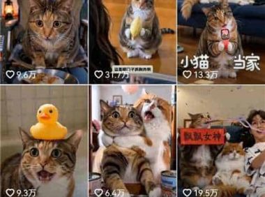 AI宠物Vlog条条点赞过万,星图商单报价万级