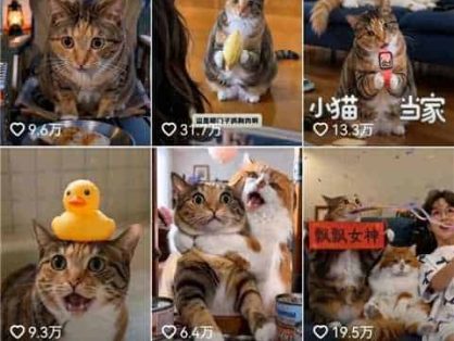 AI宠物Vlog条条点赞过万,星图商单报价万级